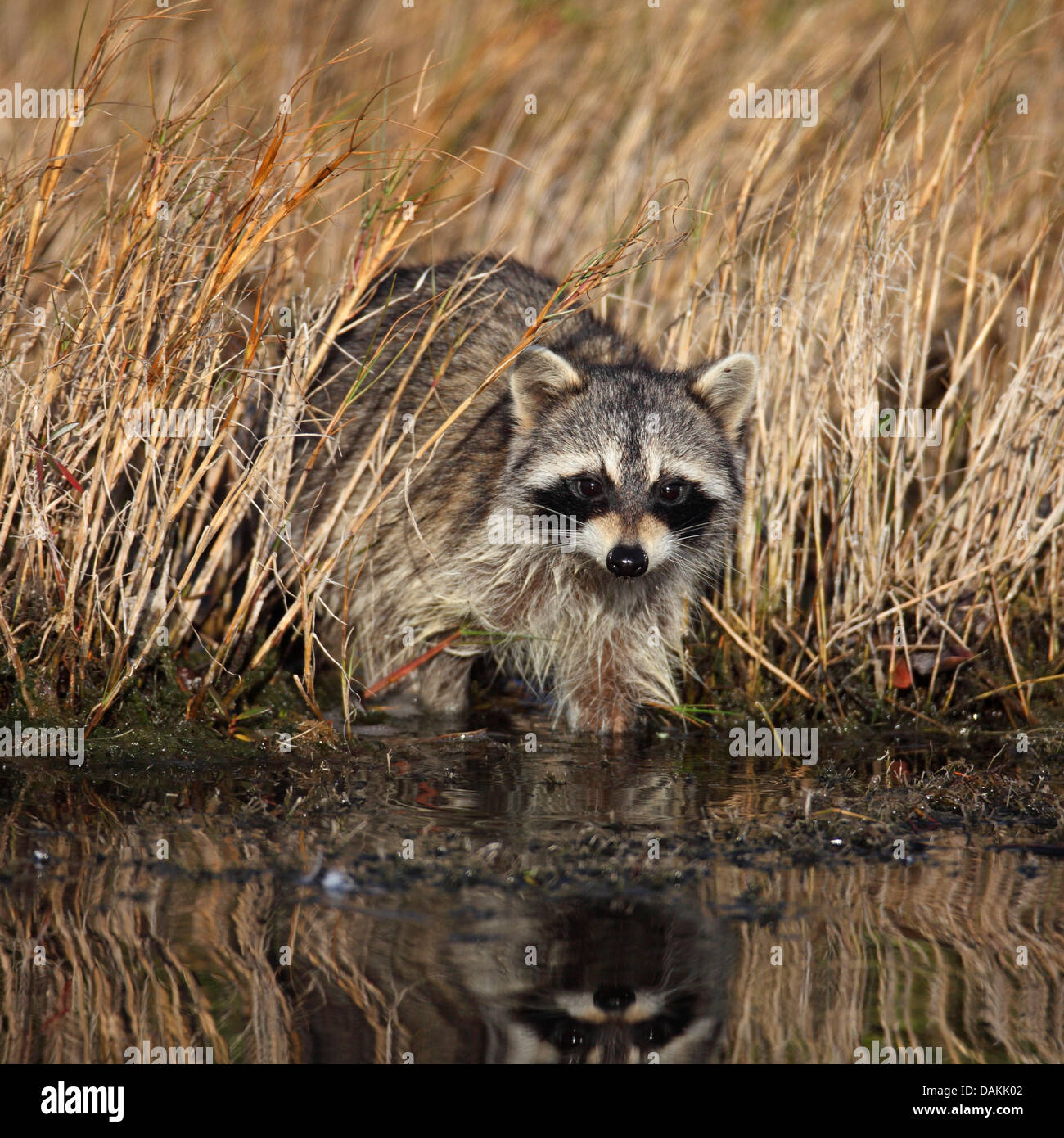 common raccoon (Procyon lotor), standing at shore, USA, Florida, Merritt Island Stock Photo
