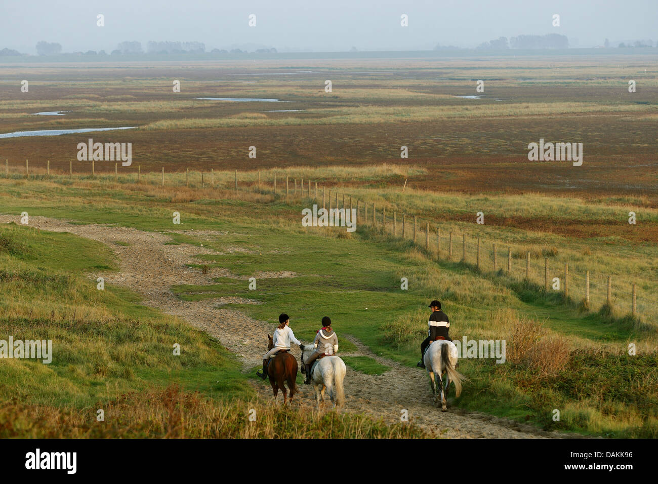 horseriding on the beach, Belgium Stock Photo