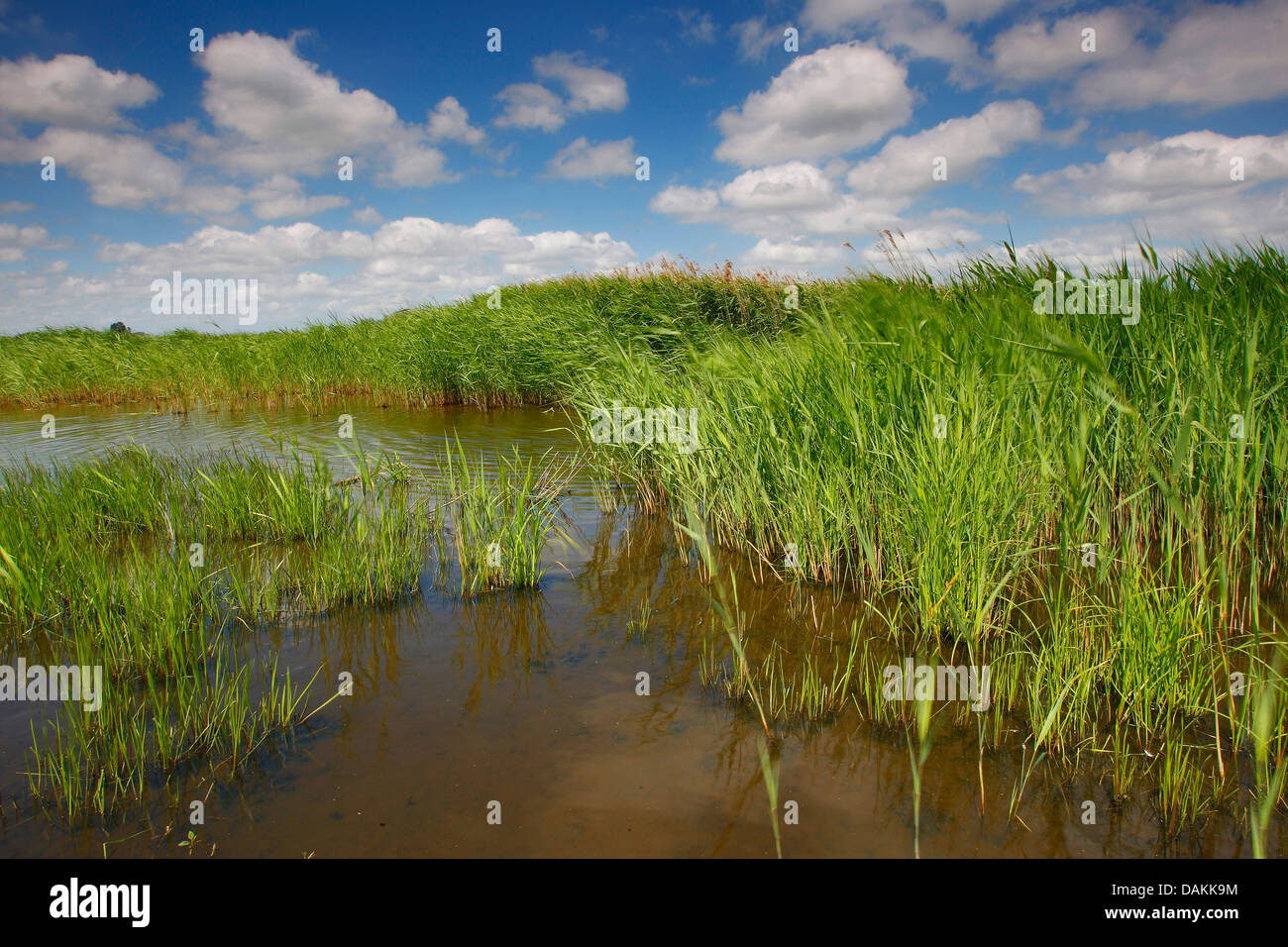 reed grass, common reed (Phragmites communis, Phragmites australis), in shallow water, Belgium, Natuurreservaat, Blankaart Stock Photo