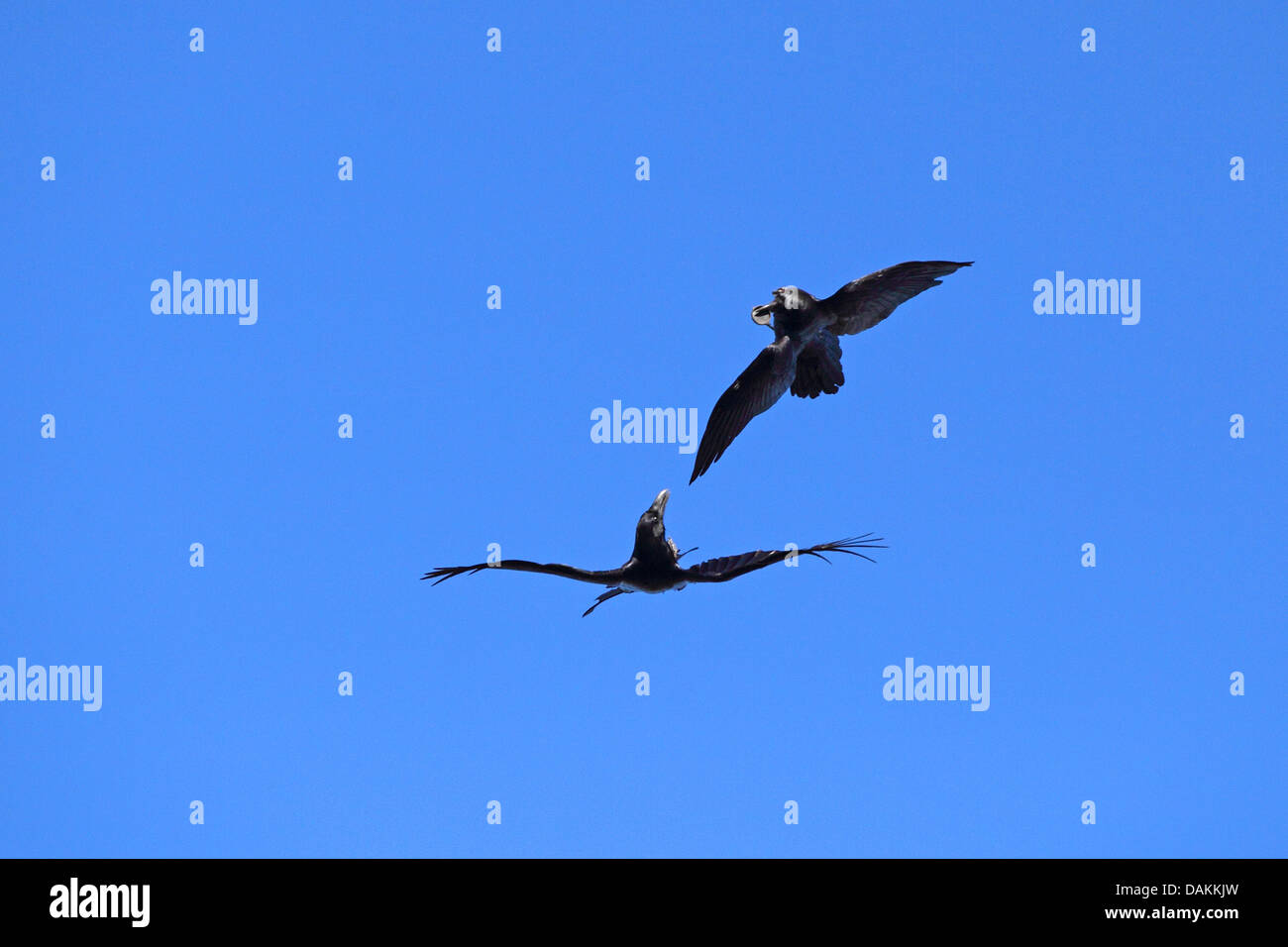 common raven (Corvus corax), flying, two ravens fighting for food, Canary Islands, La Palma Stock Photo