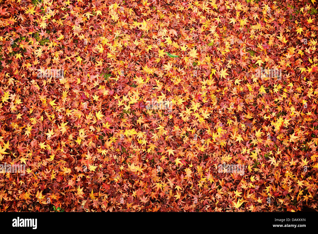 Fall leaves indicating the seasonal change in Kyoto, Japan. Stock Photo