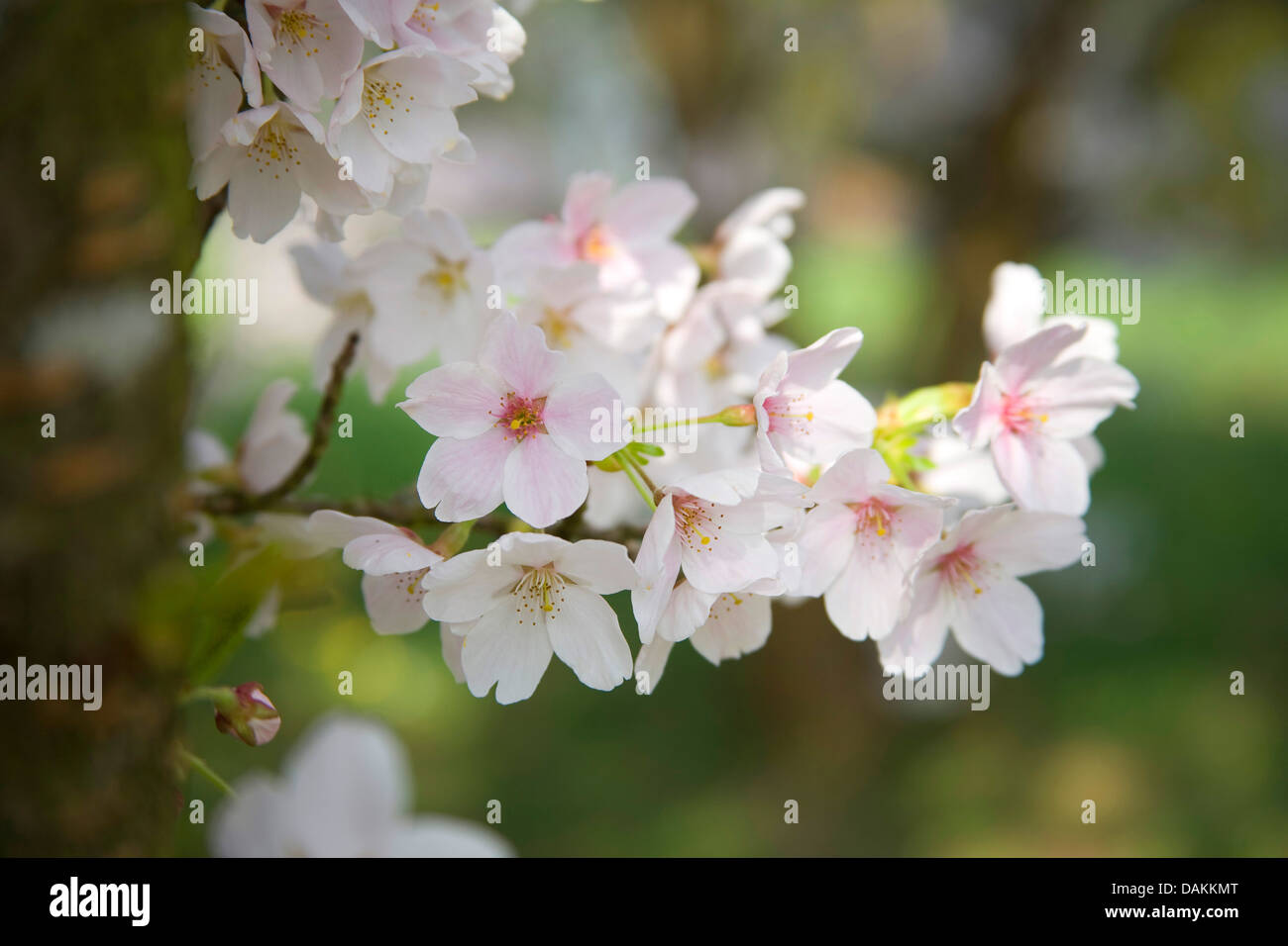 Ornamental cherry tree (Prunus spec.), blooming twig Stock Photo Alamy