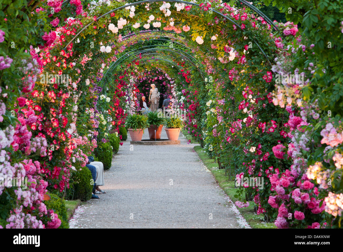 ornamental rose (Rosa spec.), illuminated path through rose arches in a blooming rose garden, Germany Stock Photo