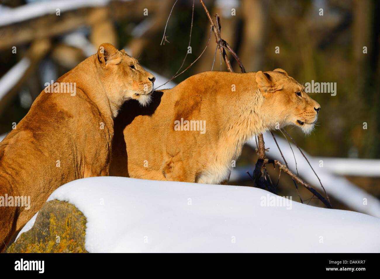 lion (Panthera leo), two females in winter landscape Stock Photo