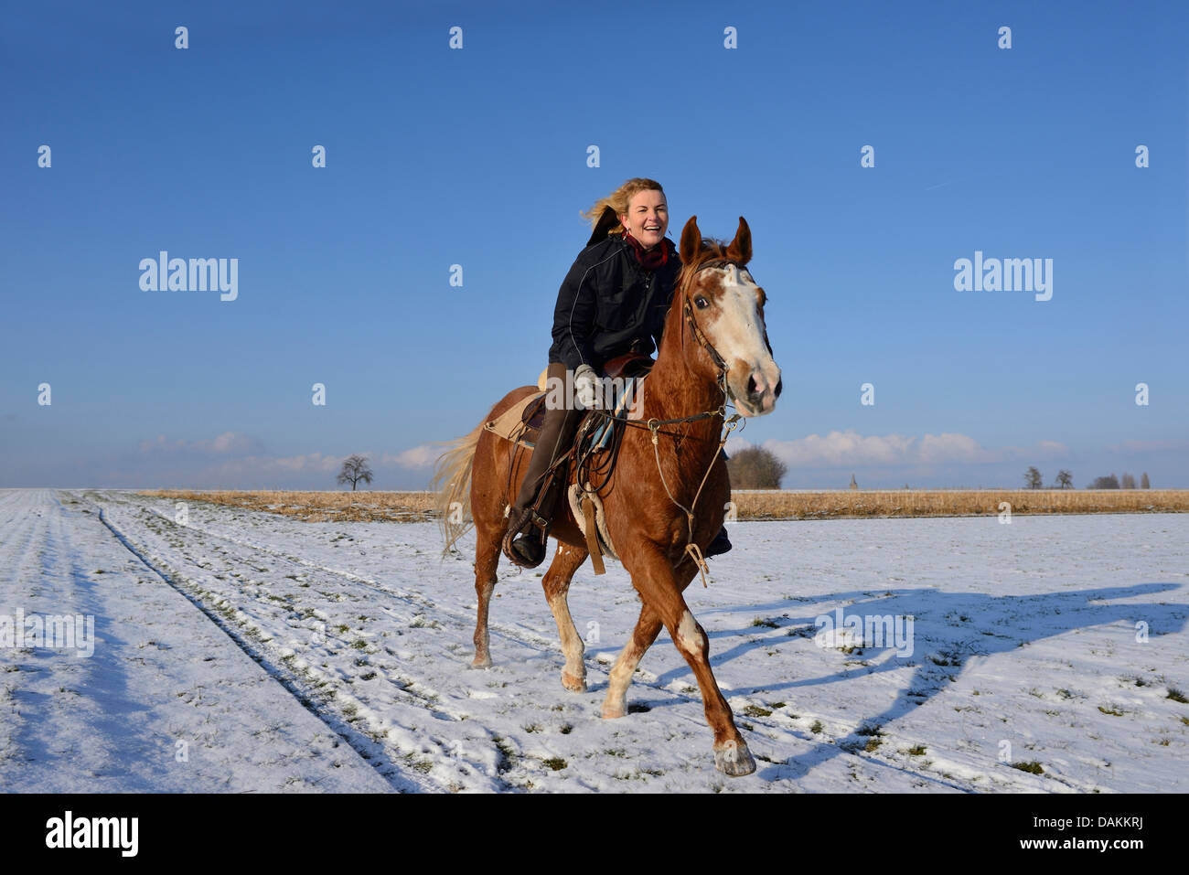 Paint Horse Stock Photos & Paint Horse Stock Images - Alamy