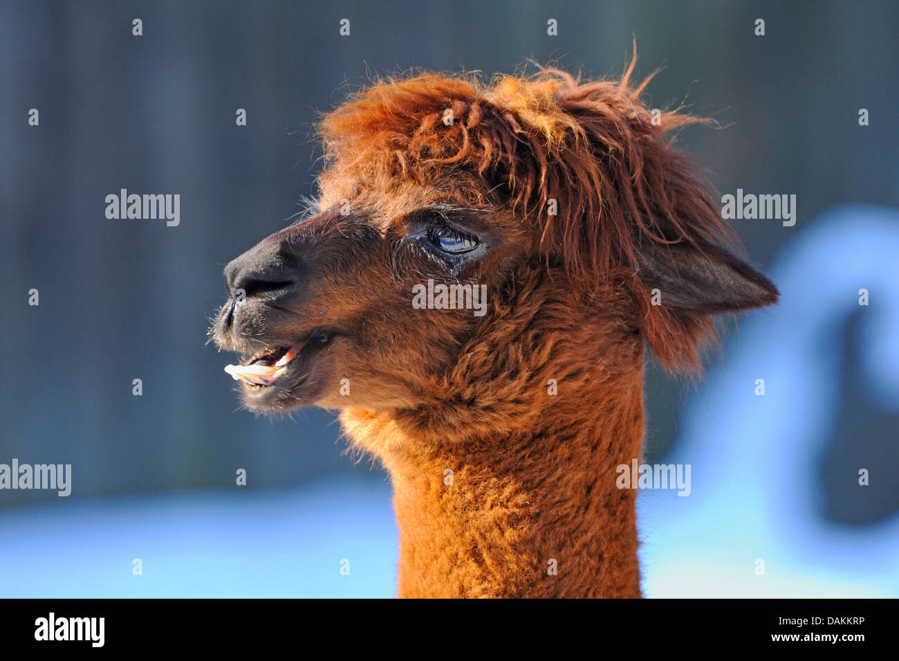 alpaca (Lama pacos, Vicugna pacos), lateral portrait Stock Photo