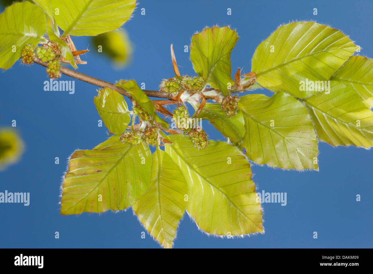 common beech (Fagus sylvatica), branch with male flowers, Germany Stock Photo