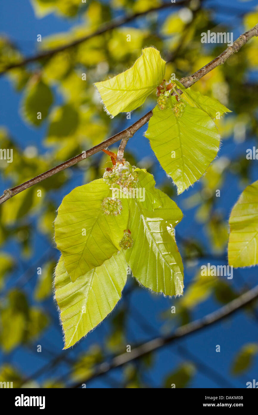 common beech (Fagus sylvatica), branch with male flowers, Germany Stock Photo