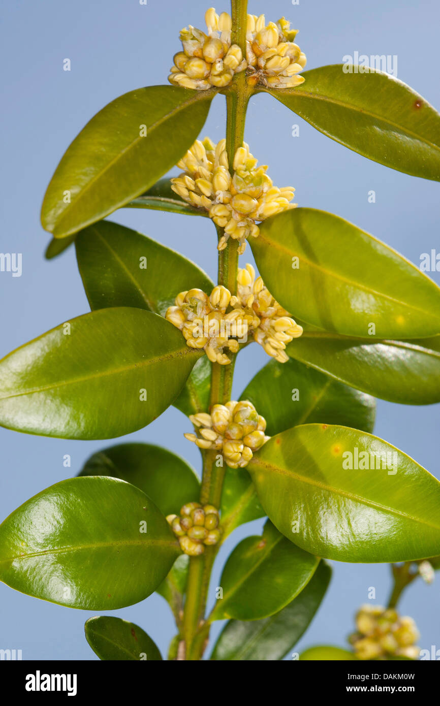 Boxwood buxus sempervirens hires stock photography and images Alamy