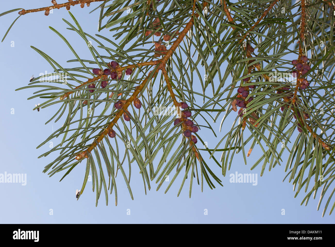White fir, Colorado fir (Abies concolor), branches Stock Photo