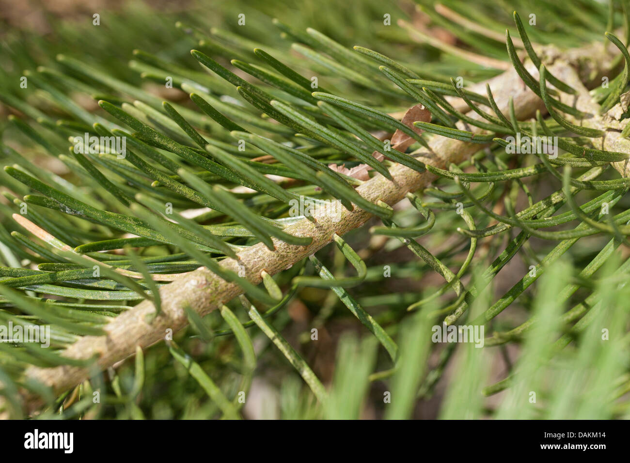 White fir, Colorado fir (Abies concolor), needles Stock Photo