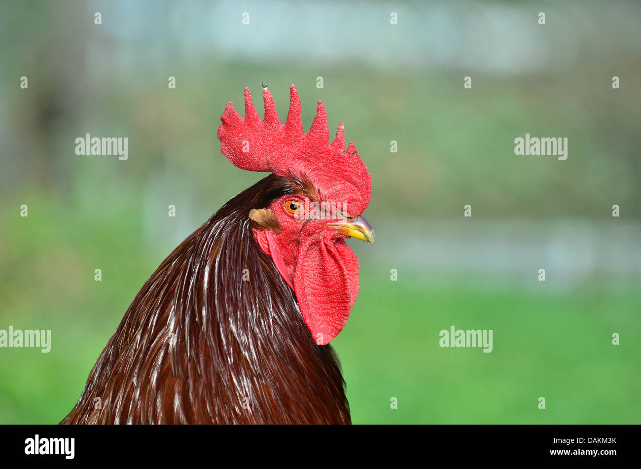 A Rhode Island Red rooster Stock Photo