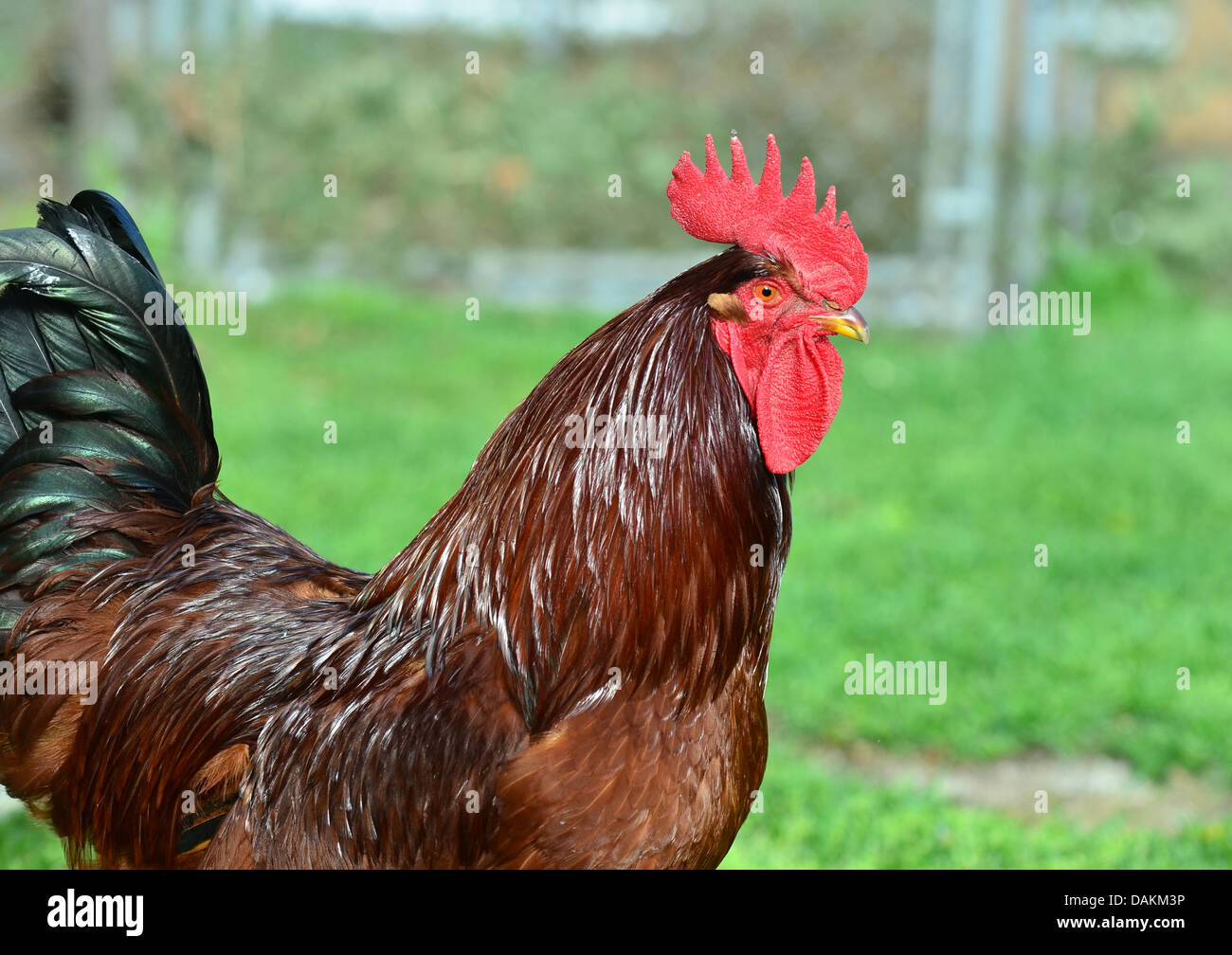 A Rhode Island Red rooster Stock Photo