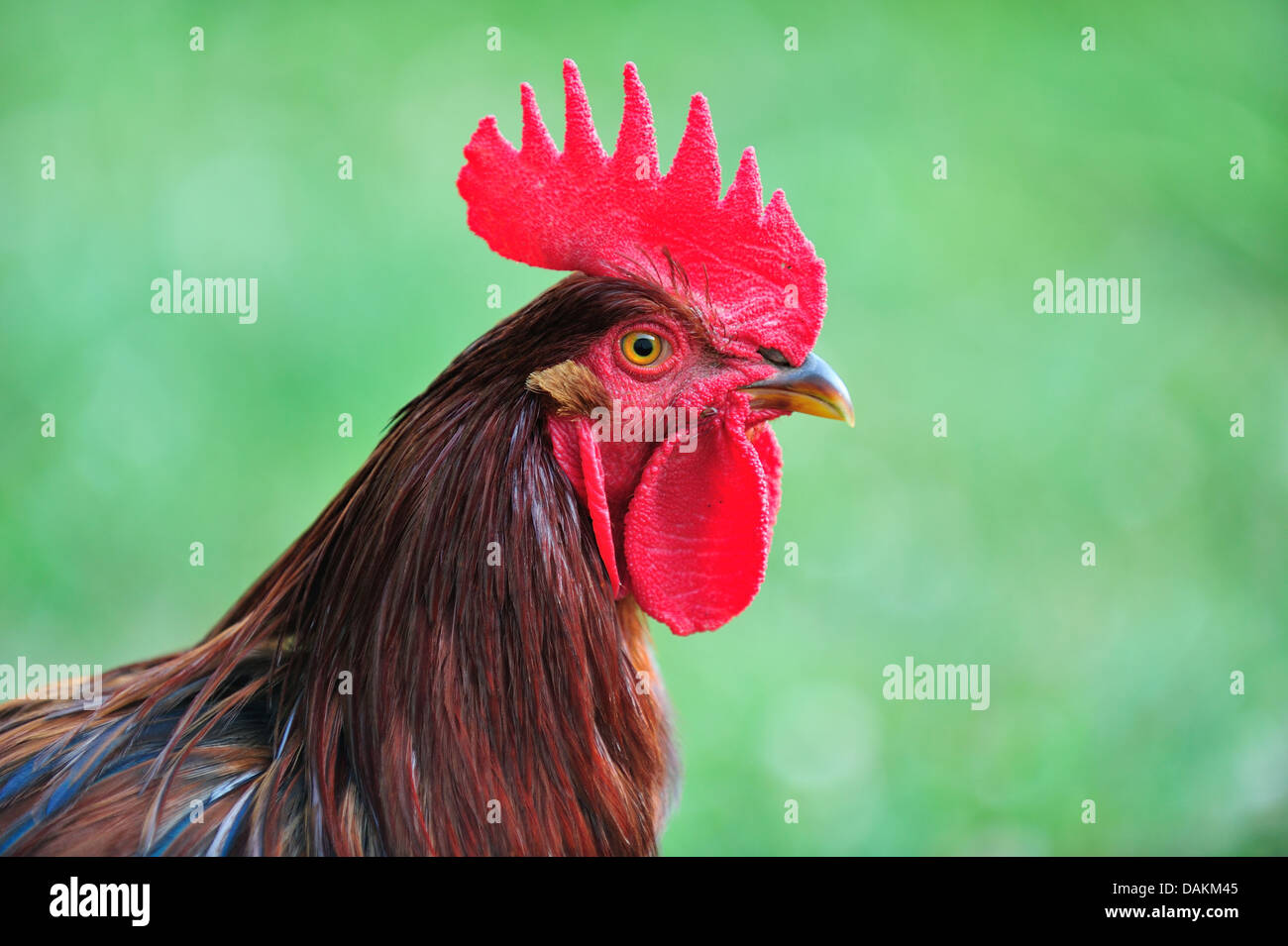 Head shot of Rhode Island Red rooster Stock Photo