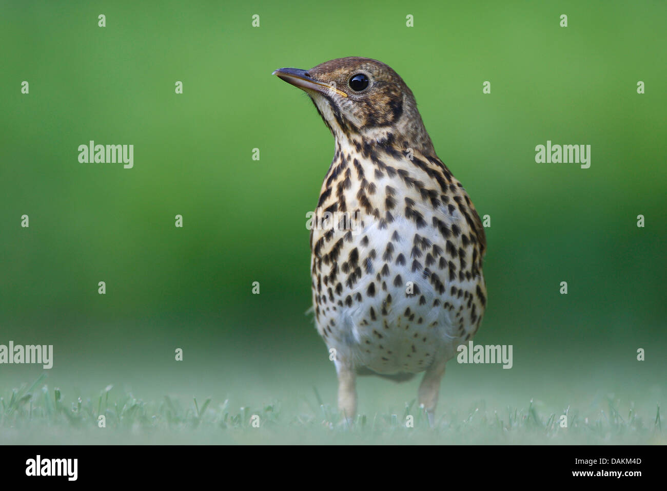 song thrush (Turdus philomelos), in a meadow with morning dew, Belgium Stock Photo