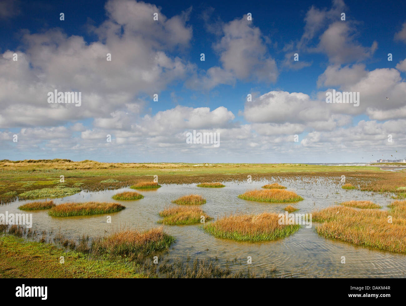 Annual seablite, Annual sea-blite, Herbaceous sea-blite (Suaeda maritima), salt marsh, Belgium, Knokke Stock Photo