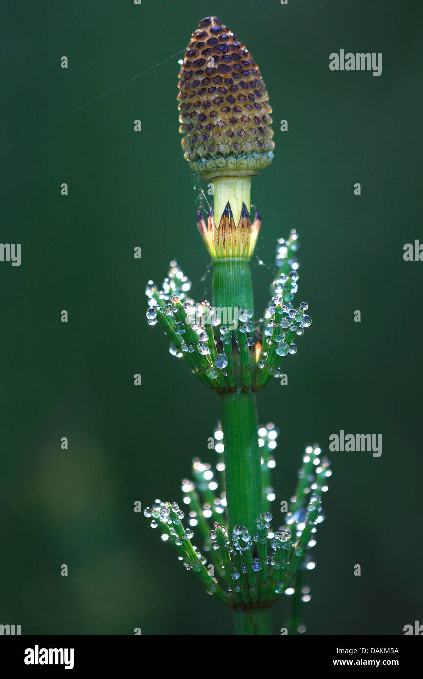 water horsetail (Equisetum fluviatile), with morning dew in backlight, Belgium Stock Photo