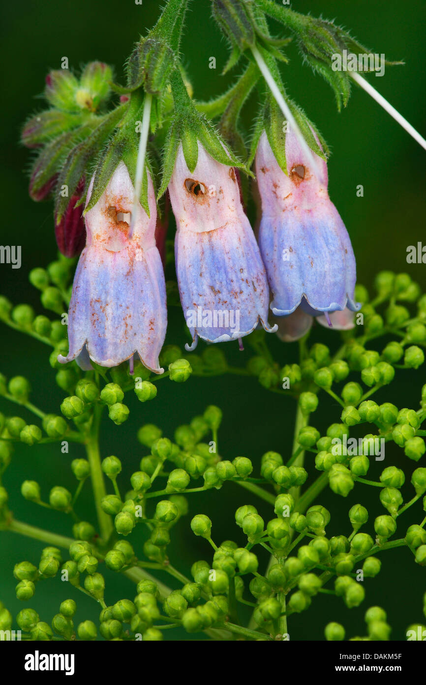 common comfrey (Symphytum officinale), flowers, Belgium Stock Photo