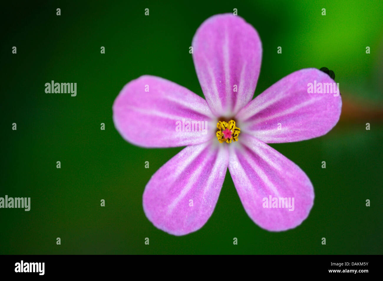 Herb Robert, Red Robin, Death come quickly, Robert Geranium (Geranium robertianum, Robertiella