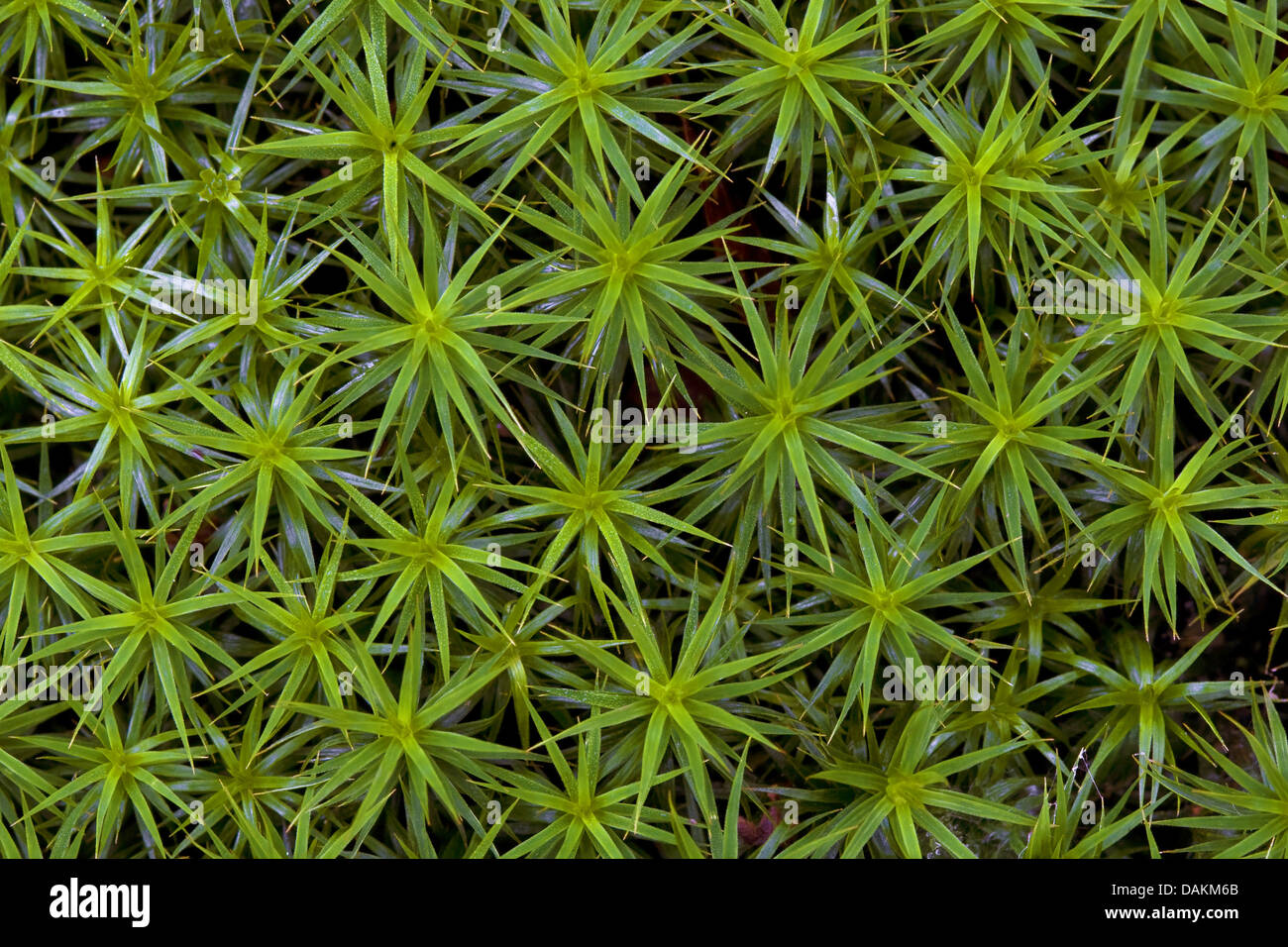 Hair cap moss (Polytrichum commune), Belgium Stock Photo Alamy