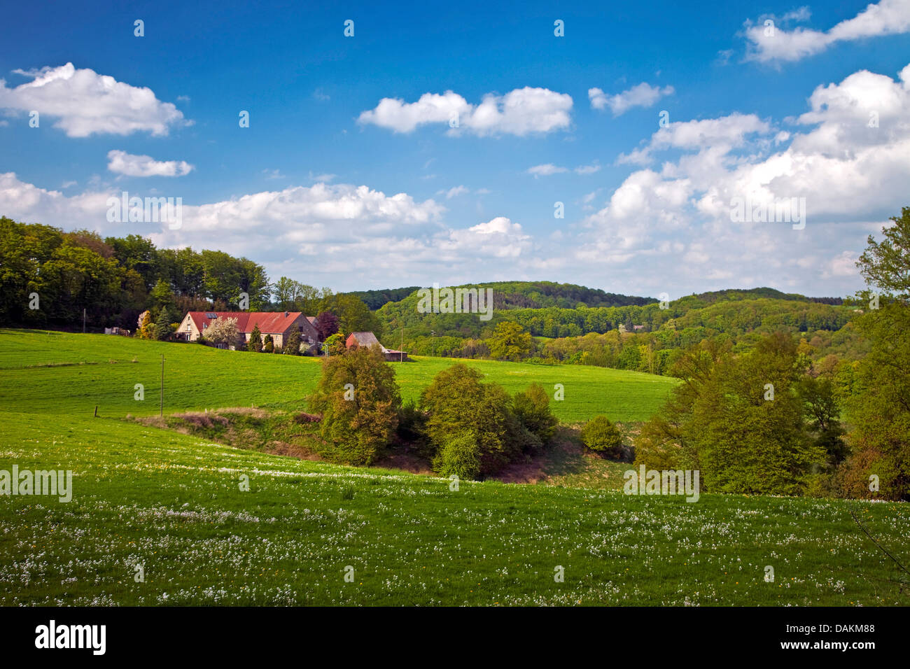 hilly farm land in spring, farm house in background, Germany, North Rhine-Westphalia, Ruhr Area, Sprockhoevel Stock Photo