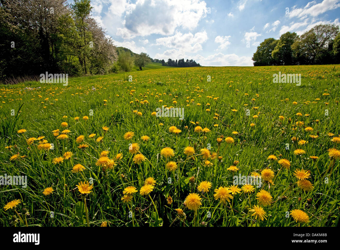 dandelion (Taraxacum spec.), blooming dandelion meadow, Germany, North Rhine-Westphalia, Sprockhoevel Stock Photo
