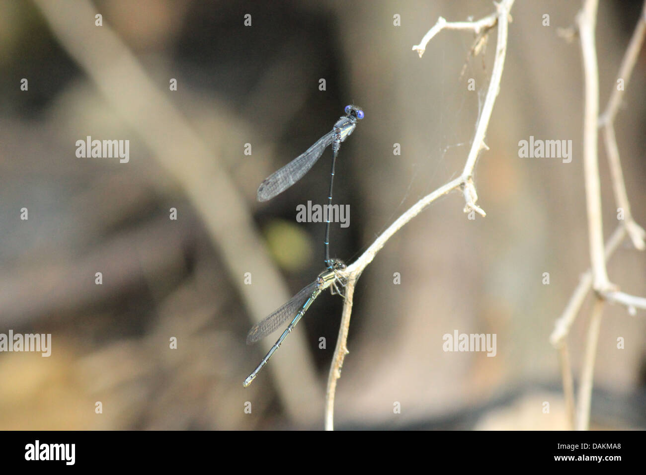 A picture of dragon flies on a lake Stock Photo - Alamy