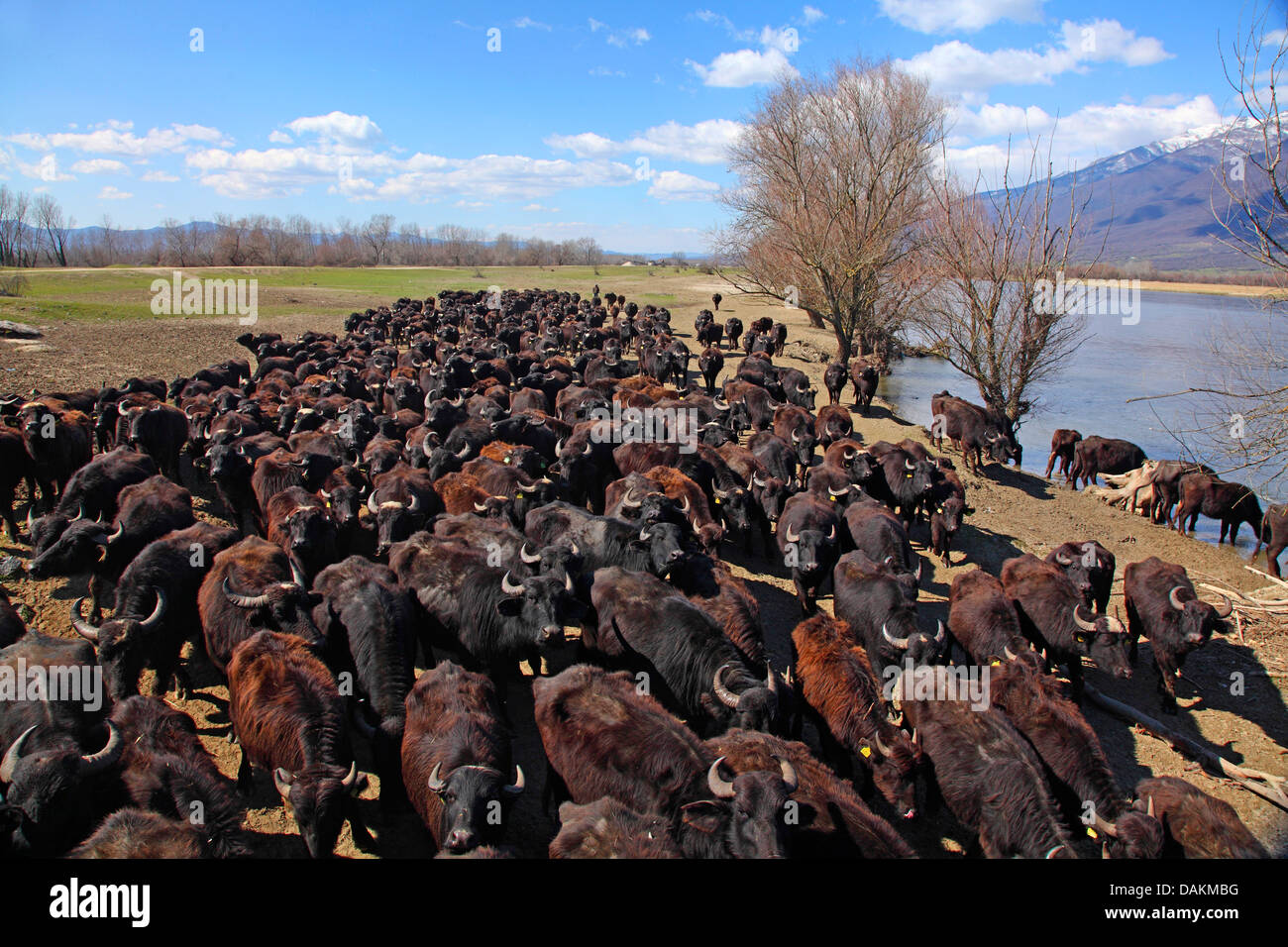 water buffalo (Bubalus arnee f. bubalis), herd going along a river, Greece, Macedonia, Lake Kerkini Stock Photo