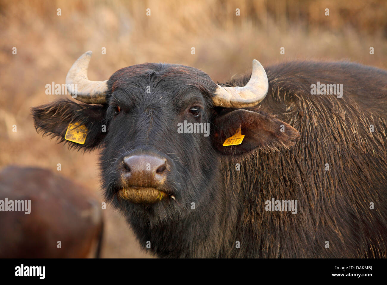 water buffalo (Bubalus arnee f. bubalis), portrait of the head, Greece, Macedonia, Lake Kerkini Stock Photo