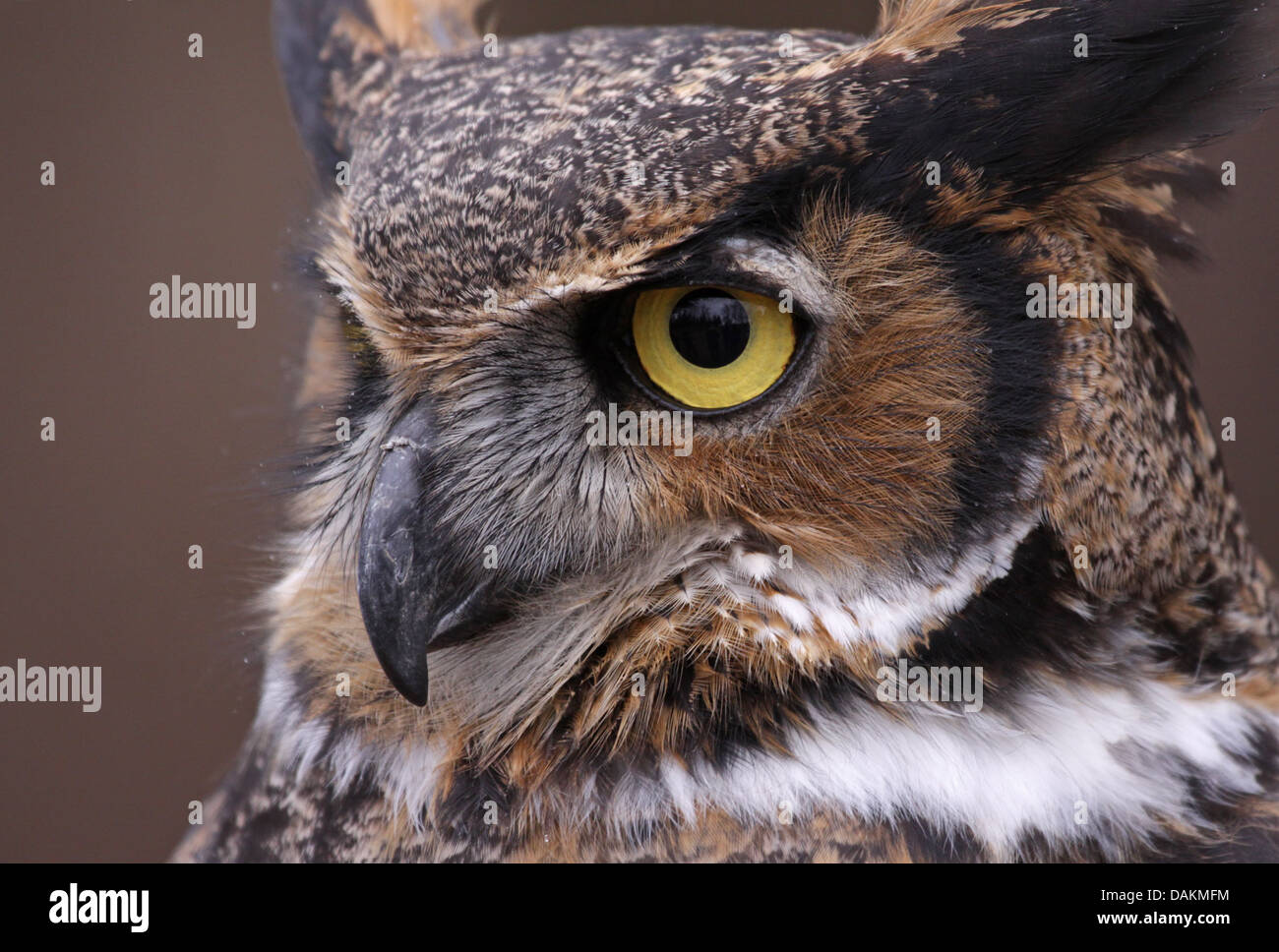 Great Horned Owl Eye Stock Photo - Alamy