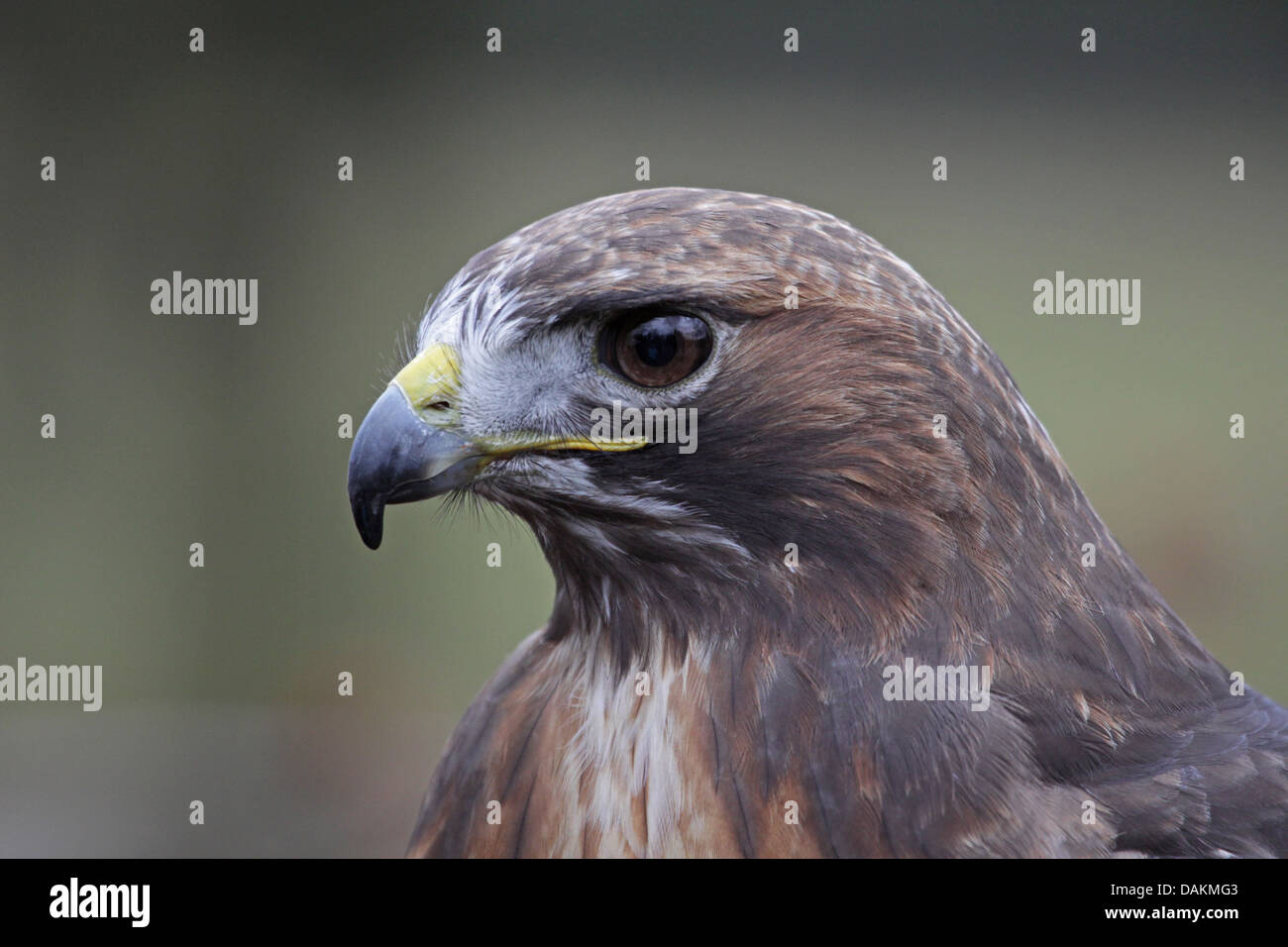 Red-tailed Hawk Portrait Stock Photo