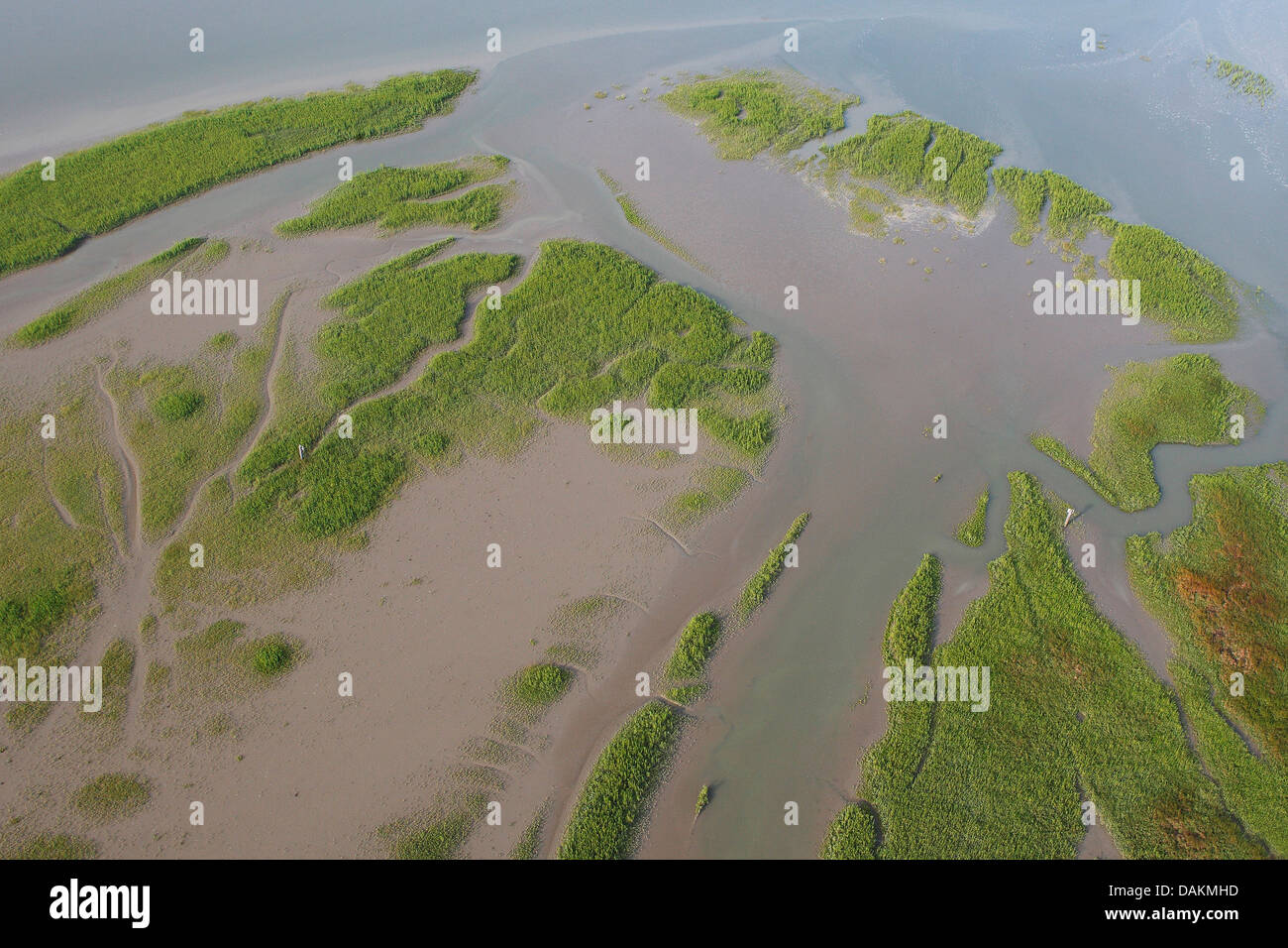 aerial view to tide ways and salt meadows, Netherlands, Zeeuws-Vlaanderen, Verdronken land van Saeftinghe Stock Photo
