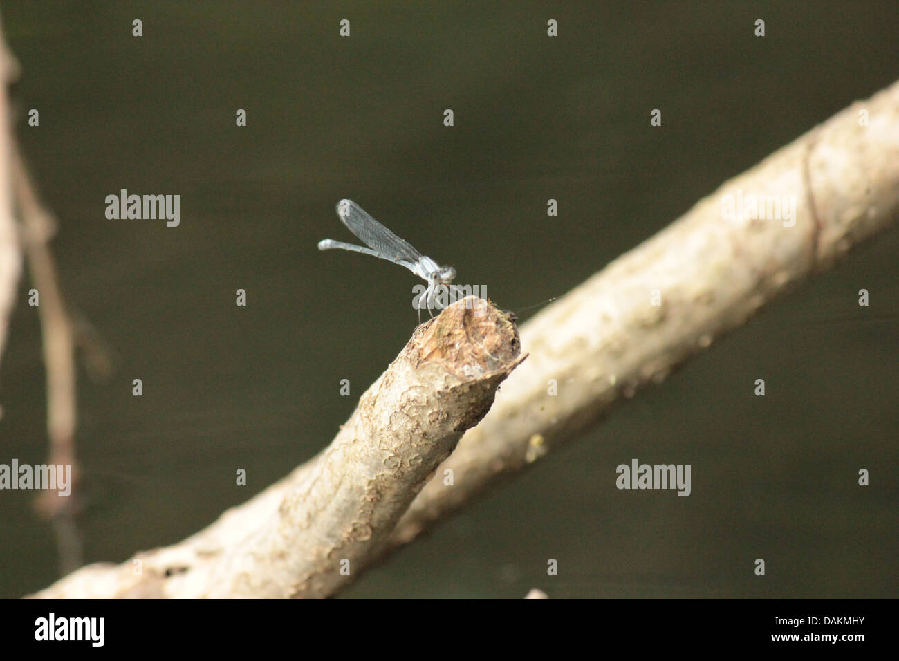 A picture of dragon flies on a lake Stock Photo - Alamy