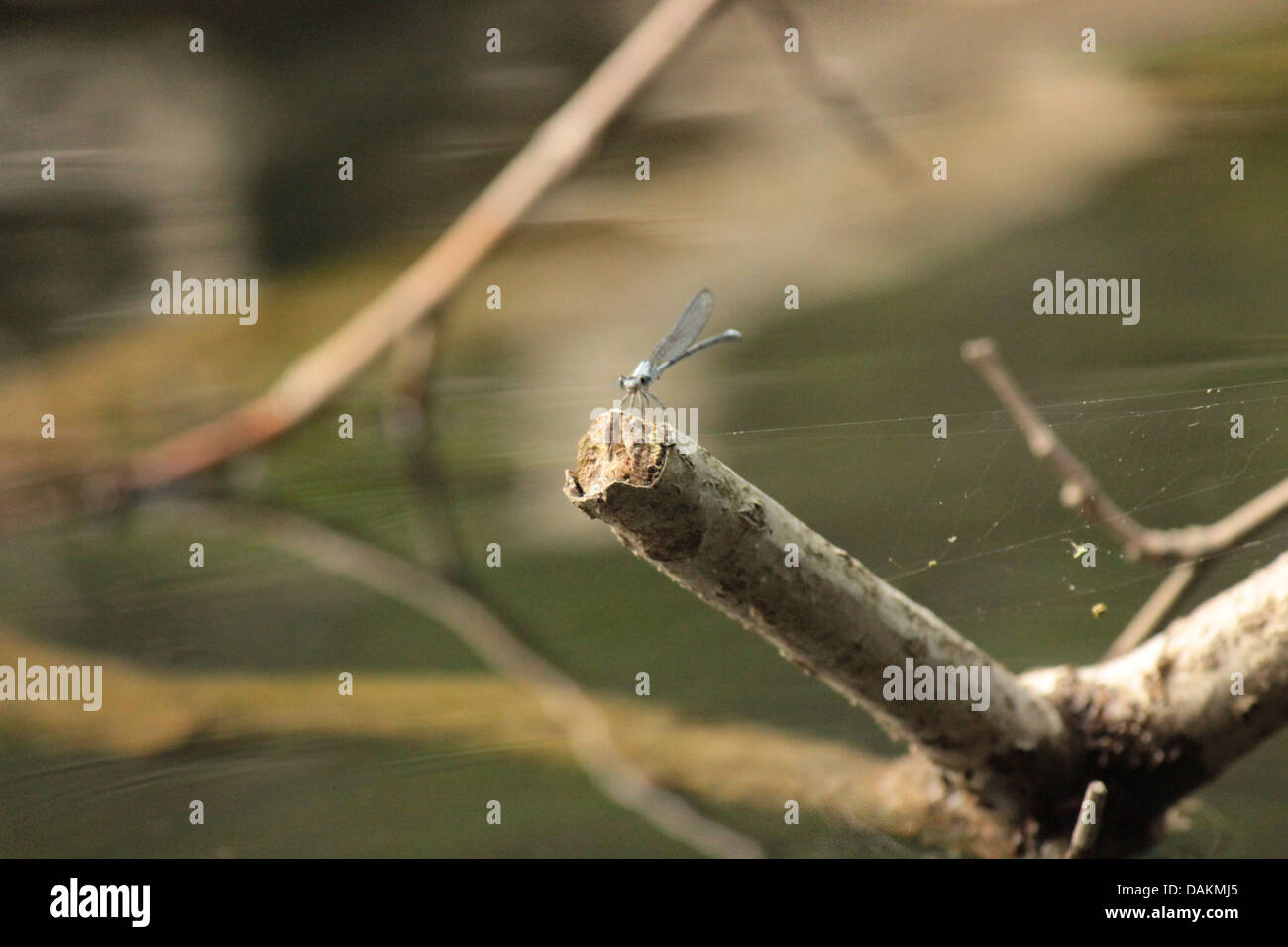 A picture of dragon flies on a lake Stock Photo - Alamy