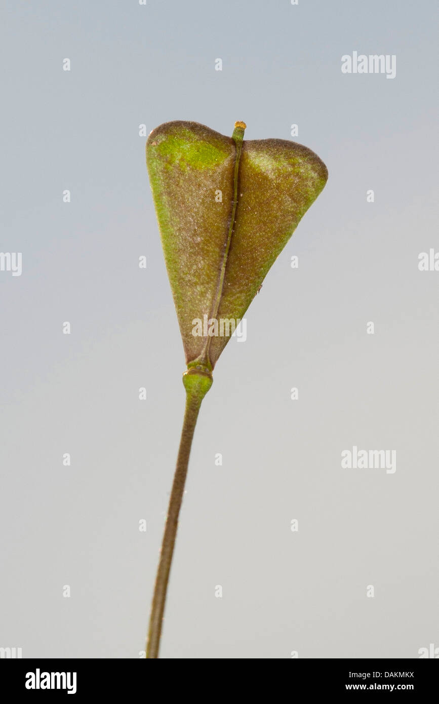 Shepherd's purse capsella bursa pastoris hi-res stock photography and