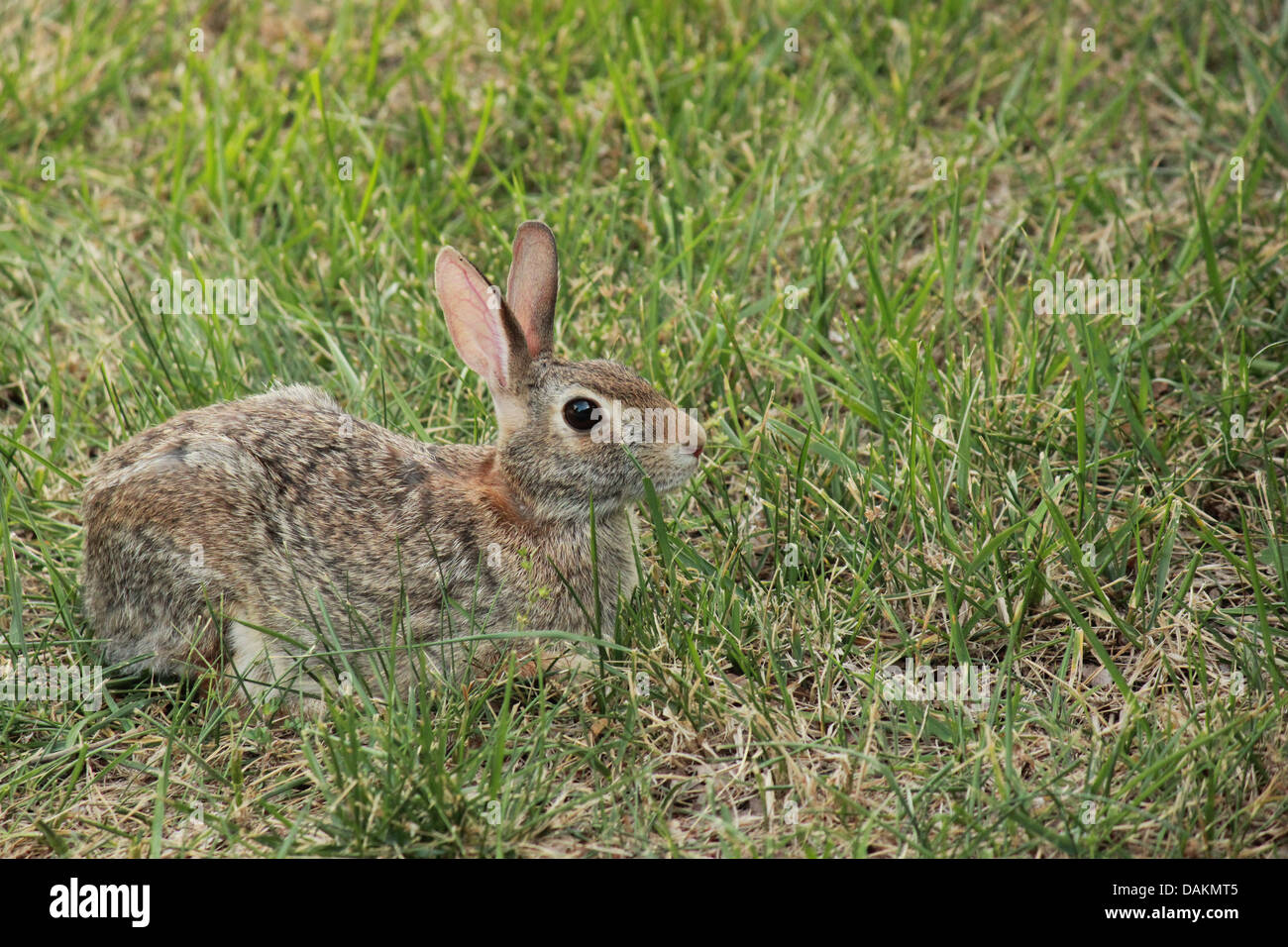A photo of a rabbit in the country side Stock Photo - Alamy