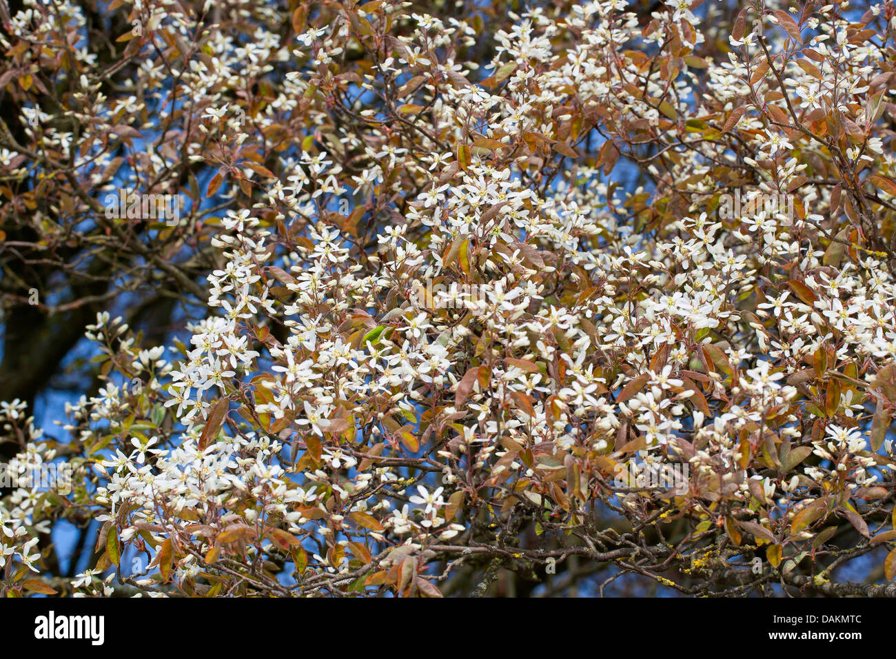 Lamarck's Serviceberry (Amelanchier lamarckii), blooming, Germany Stock Photo