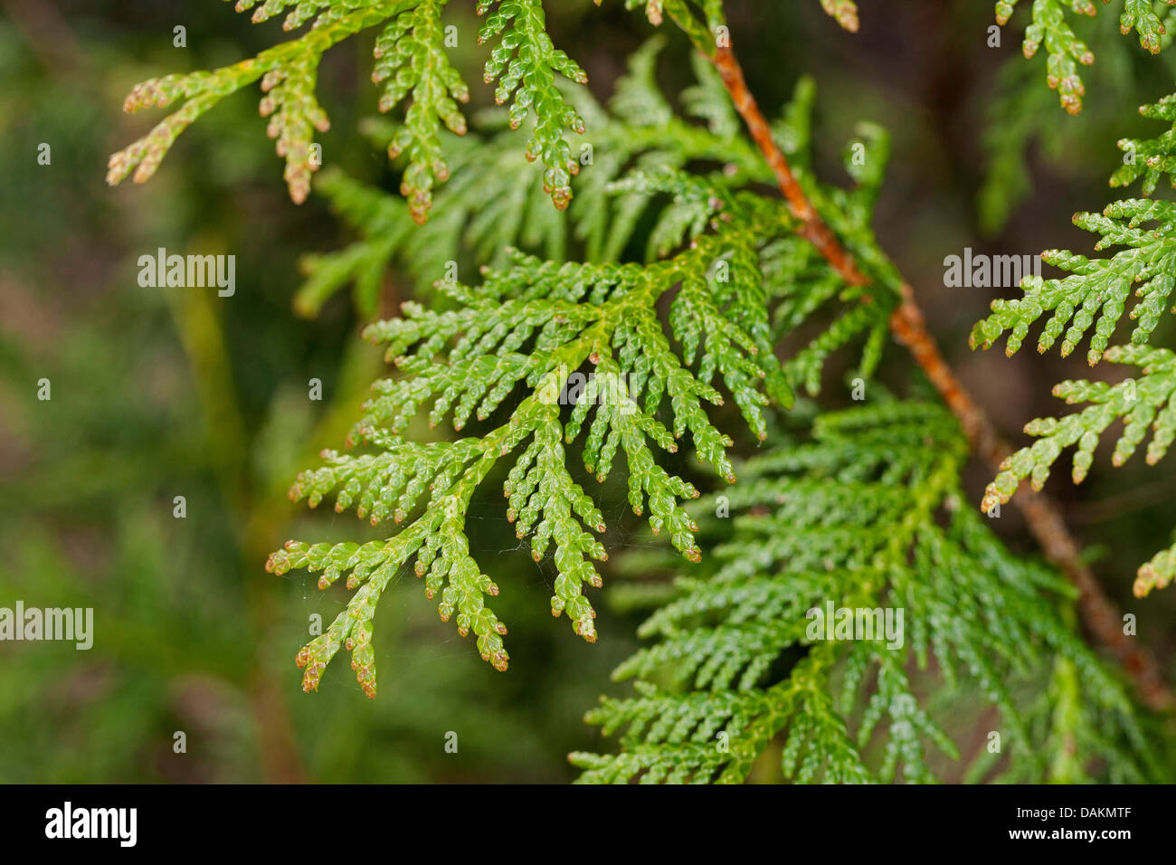 yellow cedar, eastern white cedar (Thuja occidentalis), branch Stock Photo