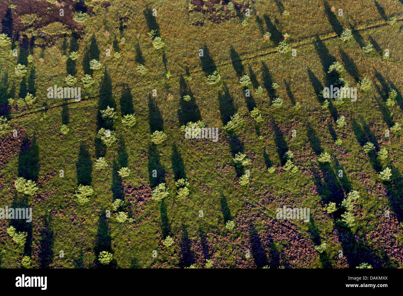 aerial view to freestanding trees in heath, Belgium, Limburg Stock Photo