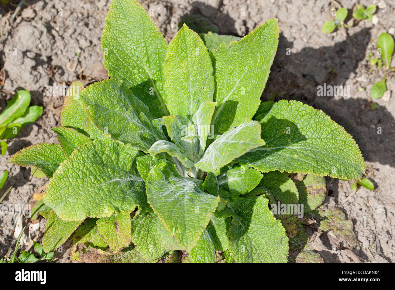 common foxglove, purple foxglove (Digitalis purpurea), leaf rosette