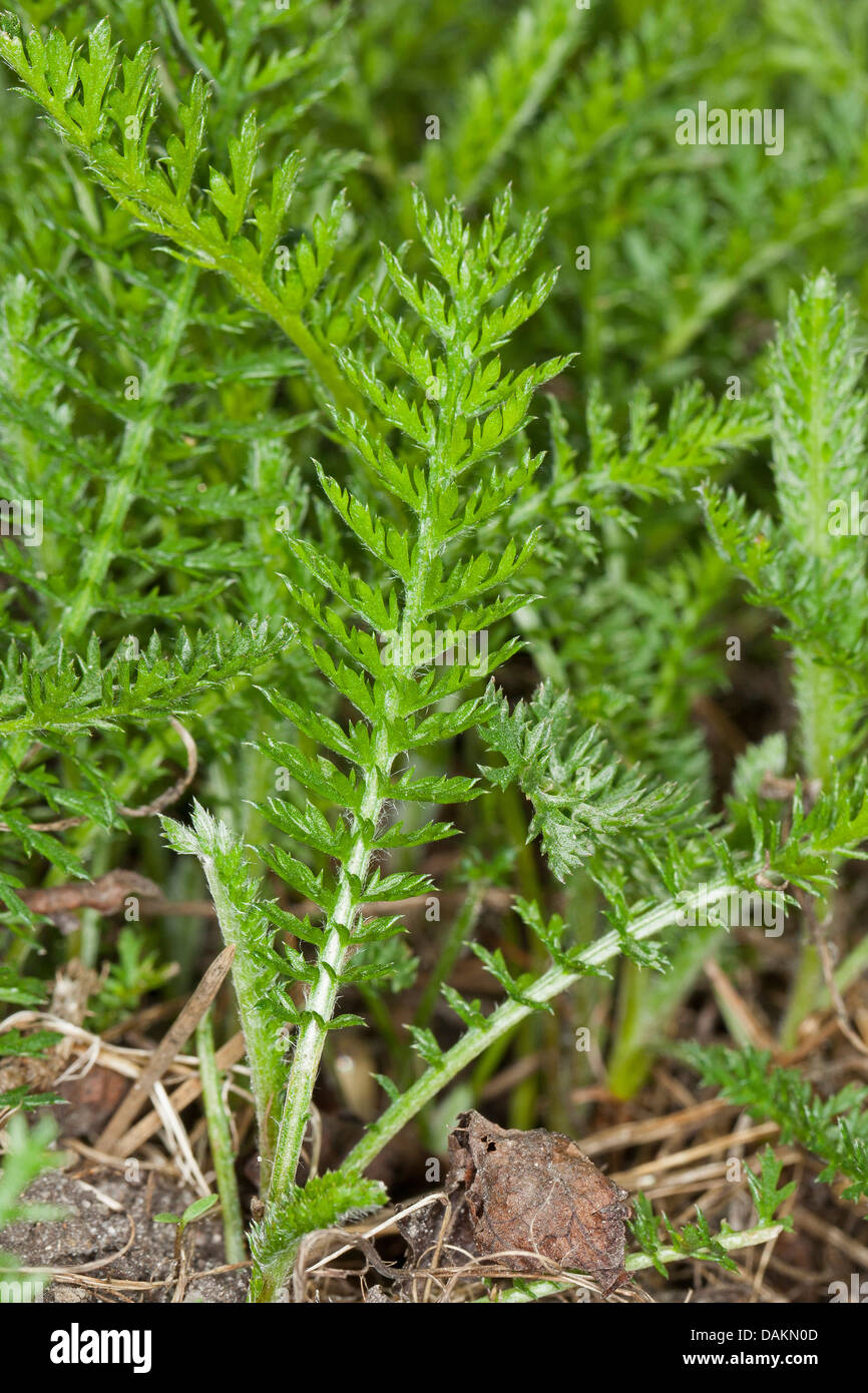 Yarrow, Common yarrow (Achillea millefolium), young leaves, Germany Stock Photo