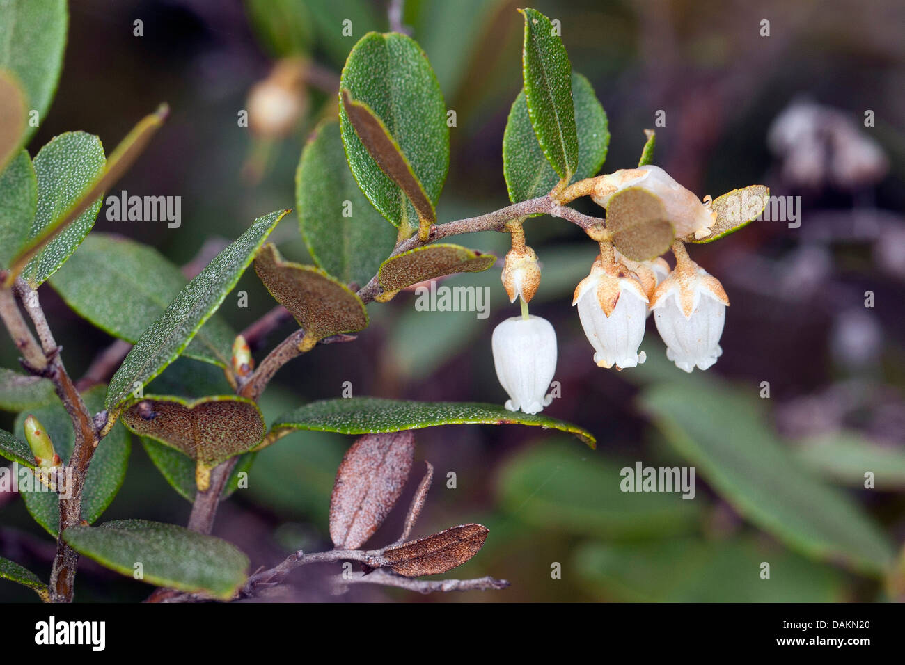 Cassandra, Leatherleaf (Chamaedaphne calyculata), blooming Stock Photo