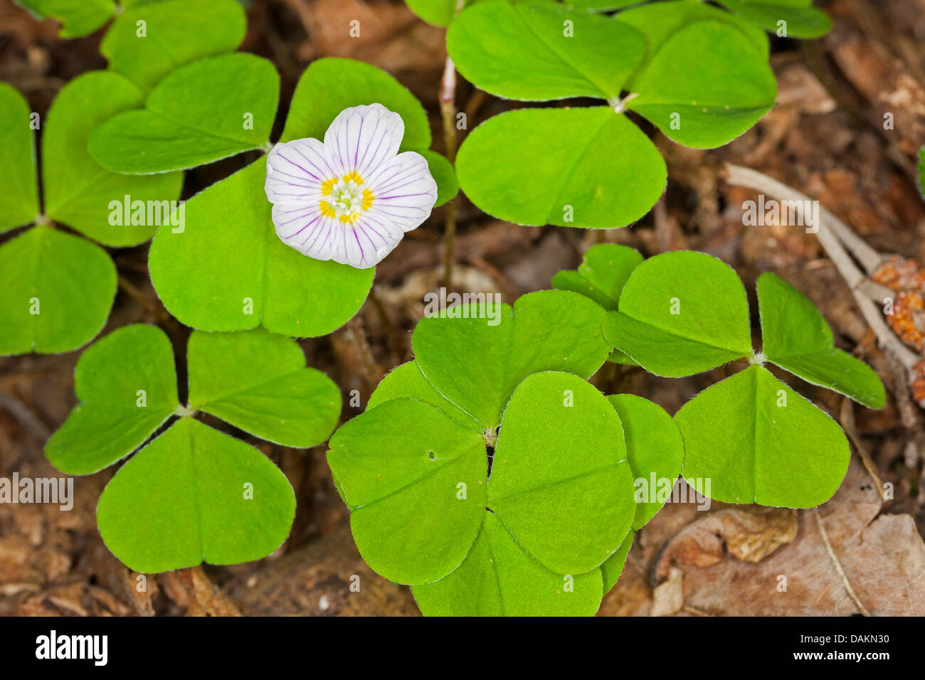 common wood sorrel, wood-sorrel, Irish shamrock (Oxalis acetosella), blooming, Germany Stock Photo