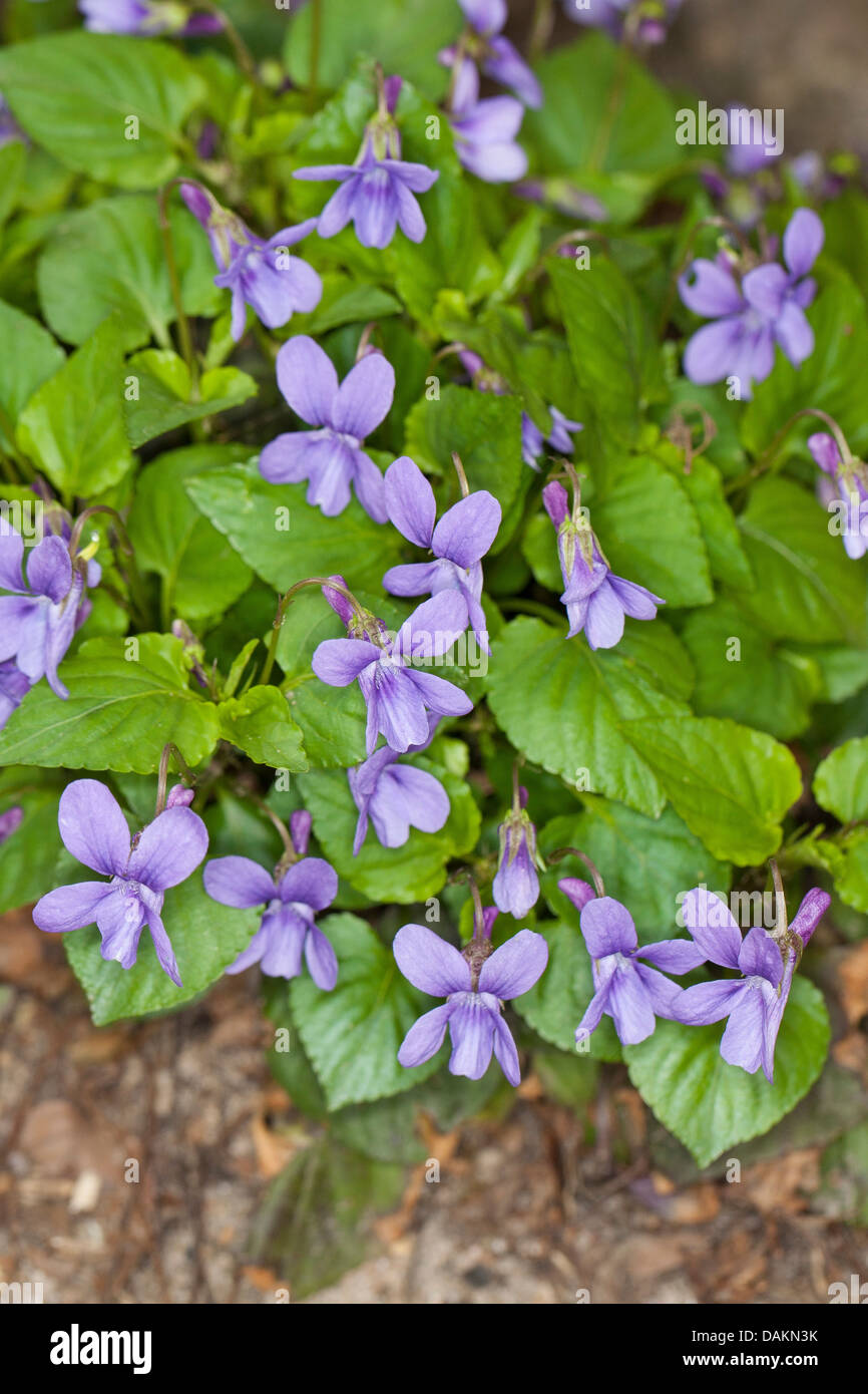 Viola reichenbachiana hi-res stock photography and images - Alamy