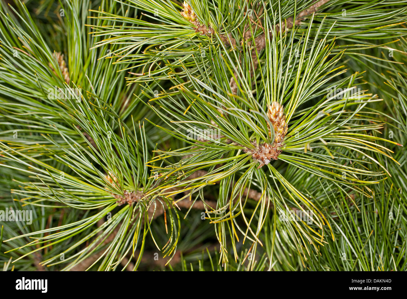 Swiss stone pine, arolla pine (Pinus cembra), branch, Germany Stock Photo