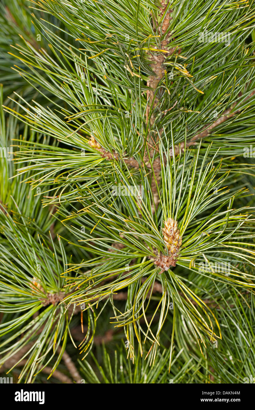 Swiss stone pine, arolla pine (Pinus cembra), branch, Germany Stock Photo