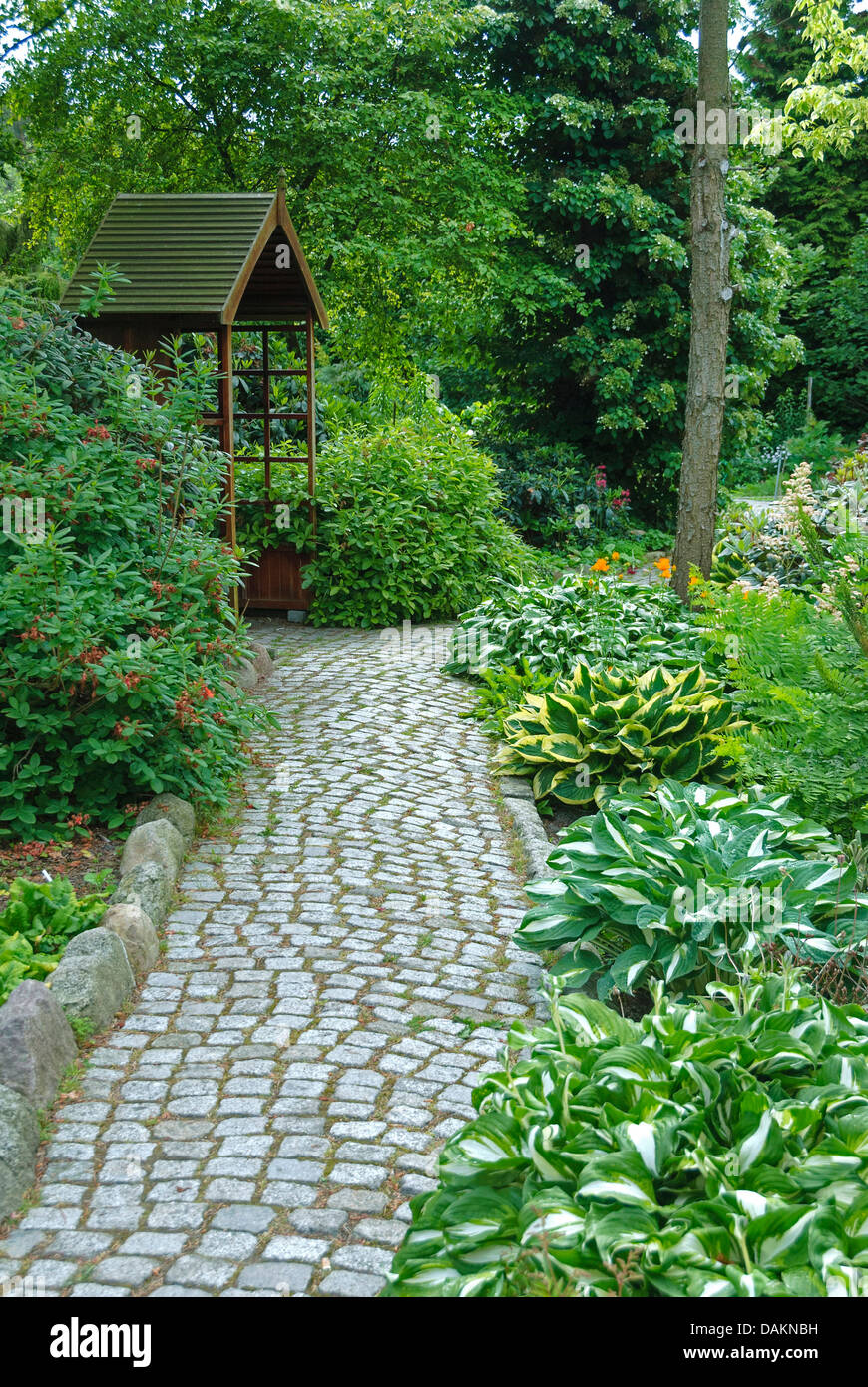 Plantain lily (Hosta spec.), different Hosta cultivars in Botanical ...