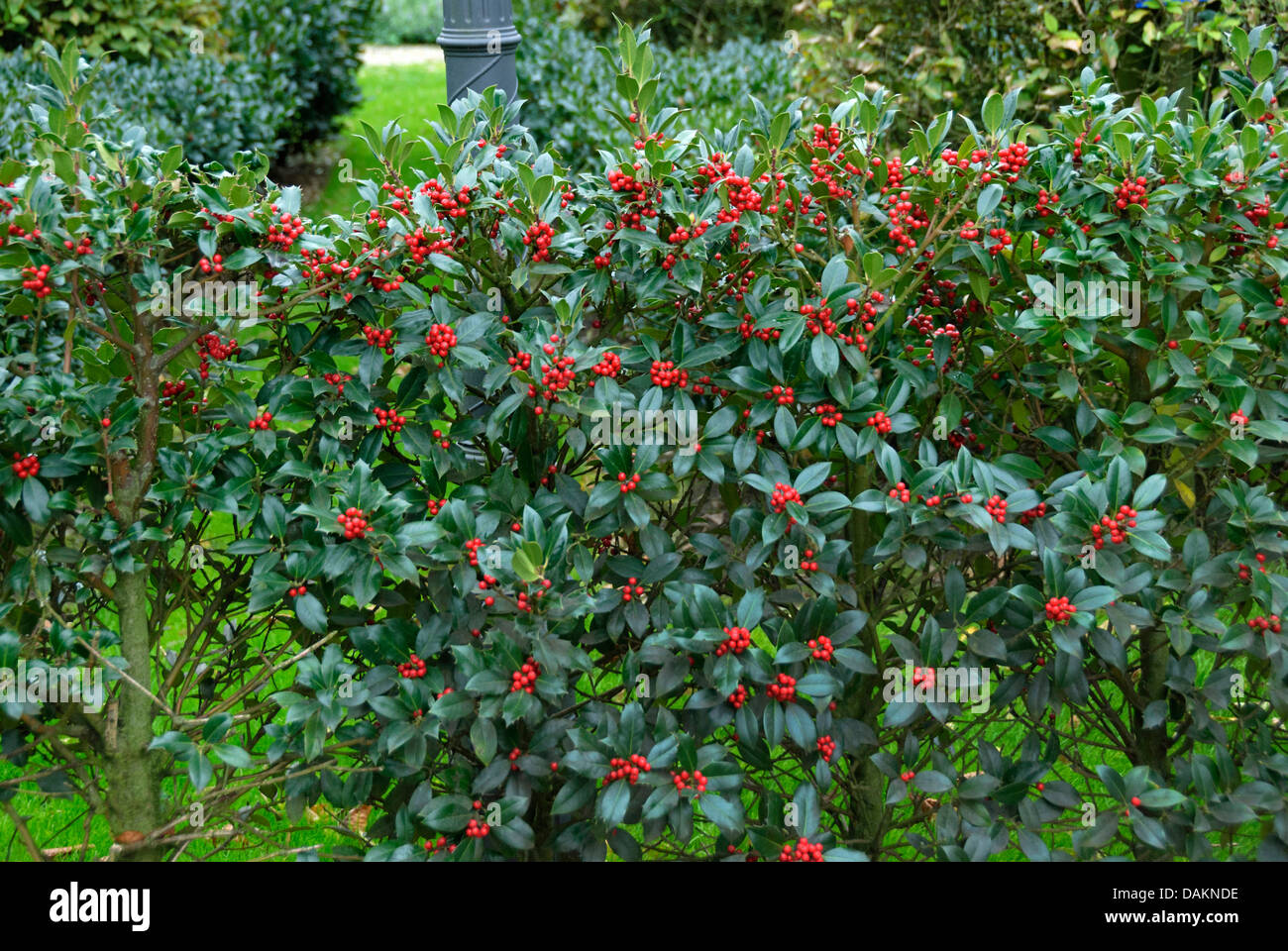common holly, English holly (Ilex aquifolium 'JC van Tol', Ilex aquifolium JC van Tol), cultivar JC van Tol Stock Photo