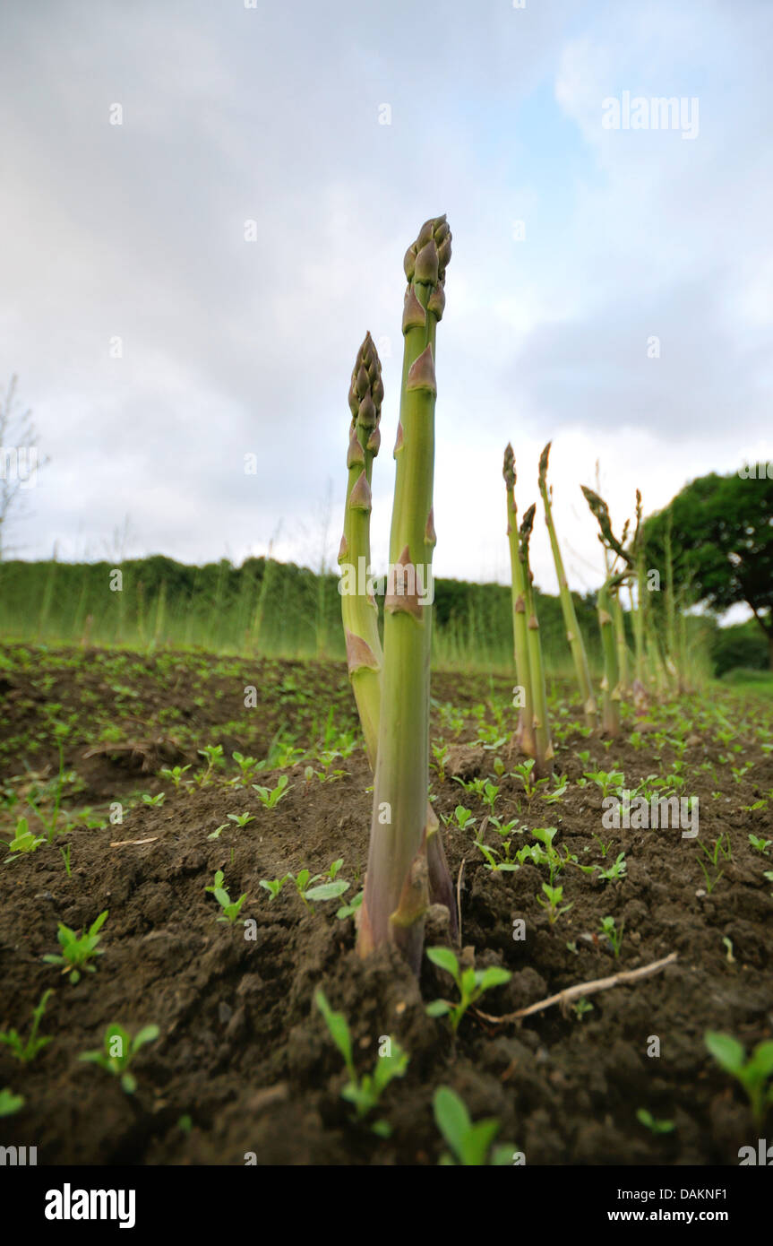 Garden Asparagus, Sparrow Gras, Wild Asparagus (Asparagus officinalis), asparagus spears on an