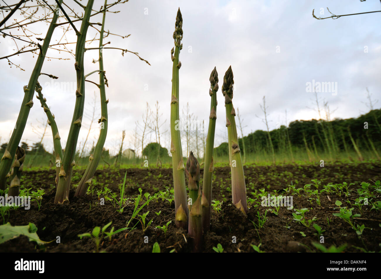 Garden Asparagus, Sparrow Gras, Wild Asparagus (Asparagus officinalis